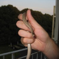 Northern Brown Snake