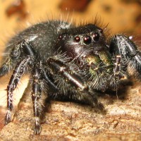 Phidippus audax