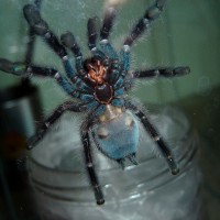 A.versicolor male?