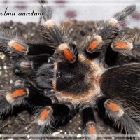 Brachypelma auratum