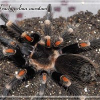 Brachypelma auratum