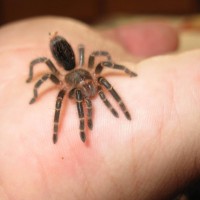 Choco showing me how big he is after a nice molt