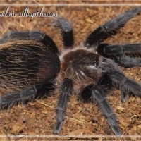 Brachypelma albopilosum