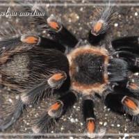 Brachypelma auratum