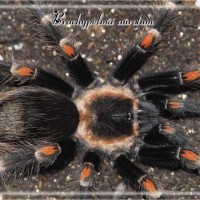 Brachypelma auratum