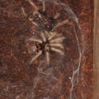 Chromatopelma Cyanocubescens