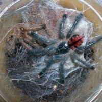 Avicularia avicularia