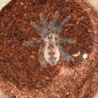 Pamphobeteus Nigricolor