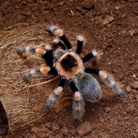 B.smithi