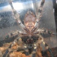 P. regalis