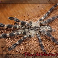 P. Regalis