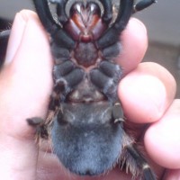 Redknee Tarantula Sexing.