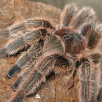 Rosea Fresh Molt