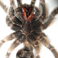 Here my rosea's molt