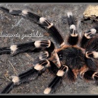 A geniculata