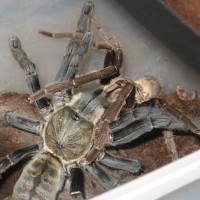 Haplopelma Hainanum mating