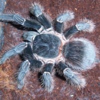 Lasiodora parahybana(female)