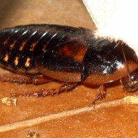 Female