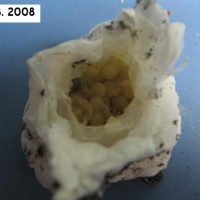 P. irminia egg sack