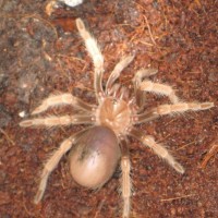 Brachypelma Boehmi