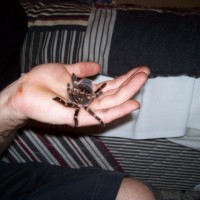 Grammostola aureostriata