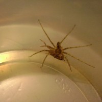 ID Spider