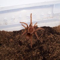 pamphobeteus fortis