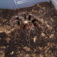 Pamphobeteus sp. "platyomma"