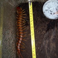 Scolopendra alternans