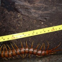 Scolopendra alternans