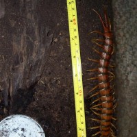 Scolopendra alternans