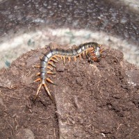 Scolopendra cingulata, "Israeli Black" form