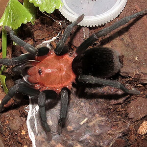 Freshly Molted (♂ Bumba horrida 3")