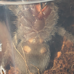 Grammostola pulchra