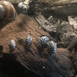 Zebra isopods