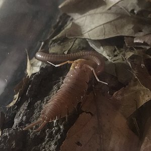 Porcellio magnificus