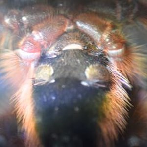 Caribena Versicolor