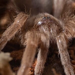 Selenotypus sp. 'Champagne Robustus'