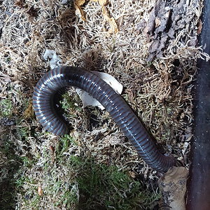 Mystery Blue Millipede