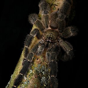 Male P. reduncus