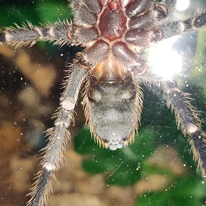 Homoeomma sp blue Peru about 5cm body length