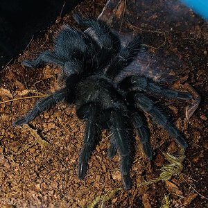 Yet another freshly molted t