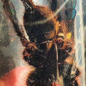 Poecilotheria Rufilata