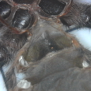 C Cyaneopubescens Molt Sexing Pic 1