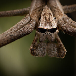 Common Net-casting Spider