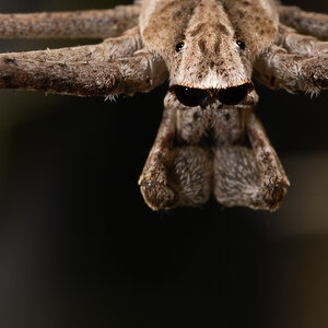 Common Net-casting Spider