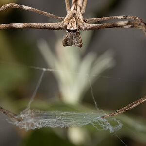 Common Net-casting Spider