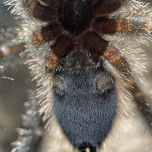 2" Avicularia sp. Peru purple