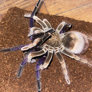 Pamphobeteus platyomma pairing