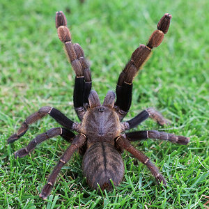 Ornithoctonus sp khao sok